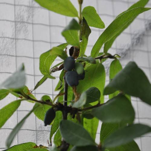 round blue berries along deep green stem and green, lanceolate, smooth leaves