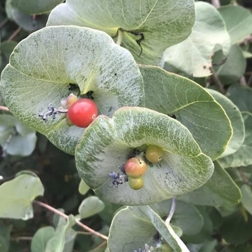 Green-Red fruits, white-green leaves, yellow stems, brown branches yellow midrib blades and veins