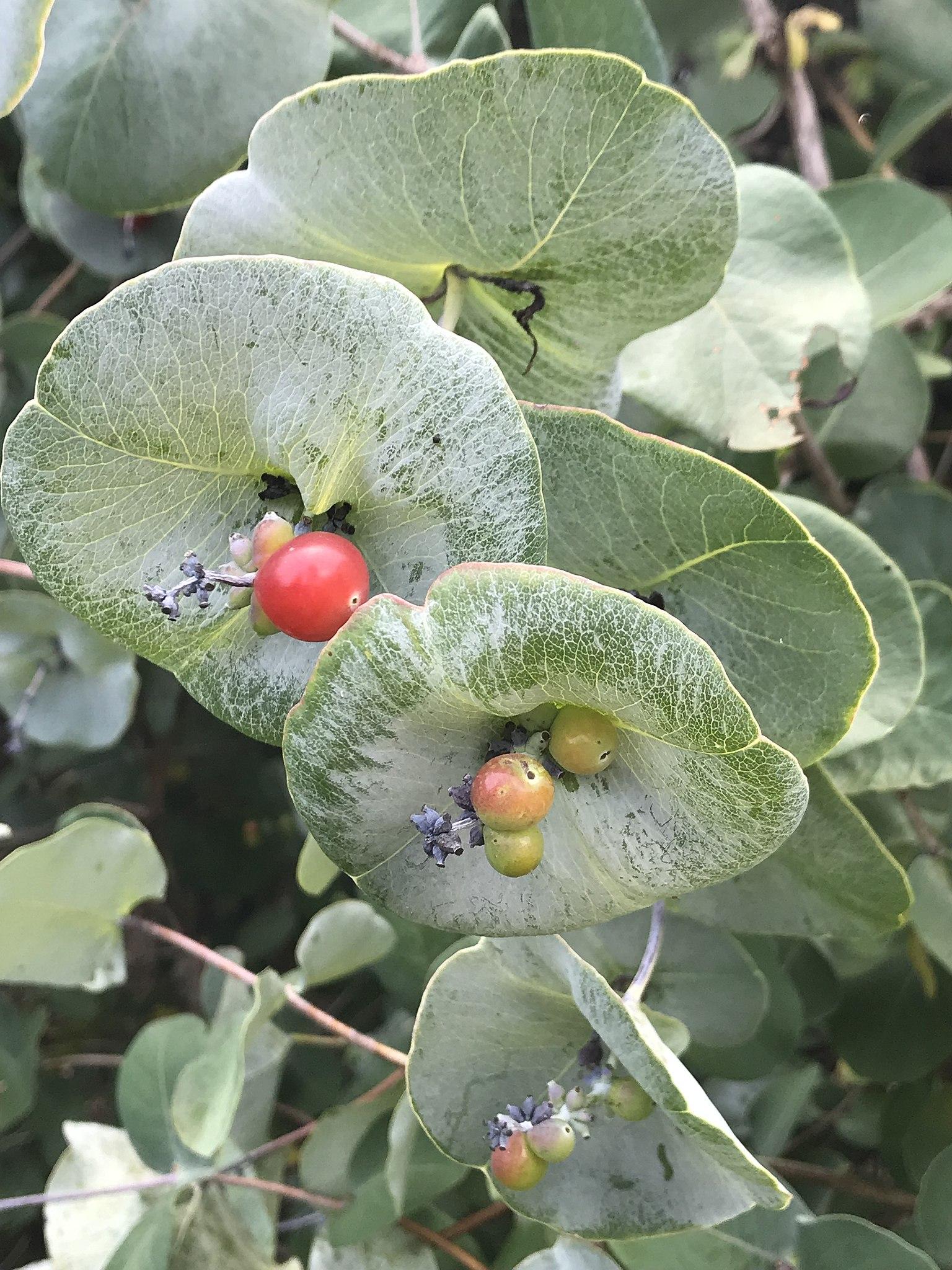 Green-Red fruits, white-green leaves, yellow stems, brown branches yellow midrib blades and veins