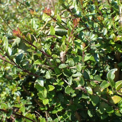 Burgundy-green leaves with burgundy stems yellow midrib, and brown branches