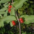 shiny, red berries along gary-brown stem, and green, lanceolate leaves