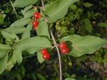 shiny, red berries along gary-brown stem, and green, lanceolate leaves