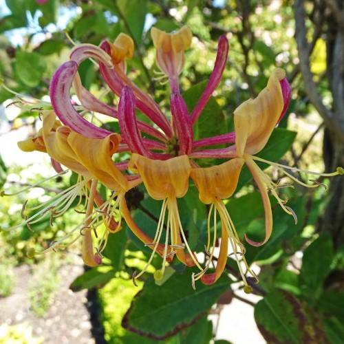 deep yellow-pink flower with long, off-white stamens, and green leaves with gray branches and gray trunk