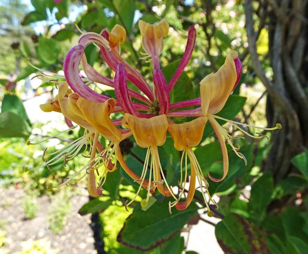 deep yellow-pink flower with long, off-white stamens, and green leaves with gray branches and gray trunk