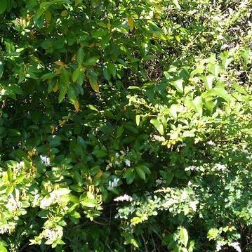 green shrub with dense, glossy, green, small, oval-shaped leaves