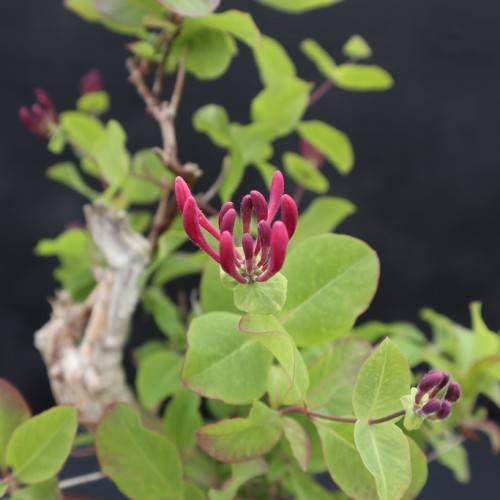 deep red flowers with burgundy stems, buds, and green leaves with burgundy margins