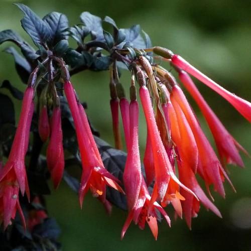 Red flowers with anthersm white stigma, brown petiole, olive stems, green branches and leaves