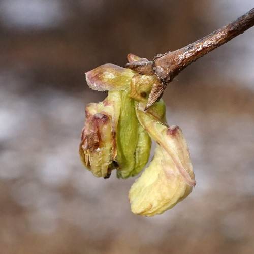 olive green, fleshy flower with glossy, brown sepal and stem