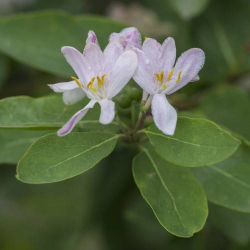 small, white flowers with yellow stamens, and oval-shaped, dark green leaves with green stem
