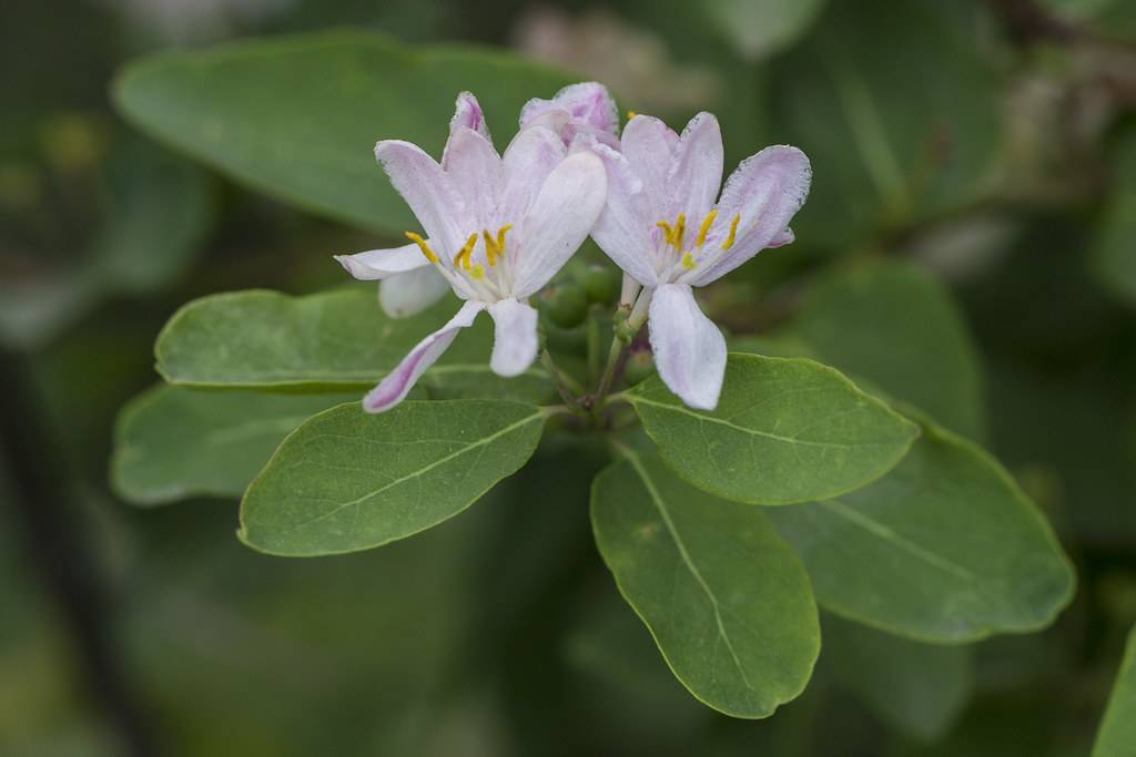 small, white flowers with yellow stamens, and oval-shaped, dark green leaves with green stem
