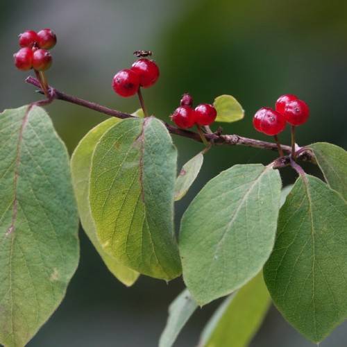 clusters of small, deep red, glossy, rounded berries along deep brown stems, and green ovate-shaped leaves