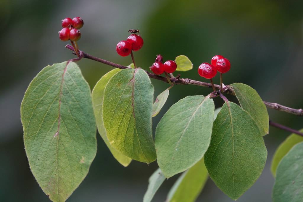 clusters of small, deep red, glossy, rounded berries along deep brown stems, and green ovate-shaped leaves