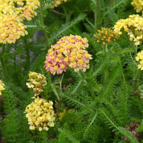 Delicate tiny yellow-pink flowers, surrounded by green leaves on brown-green stems.