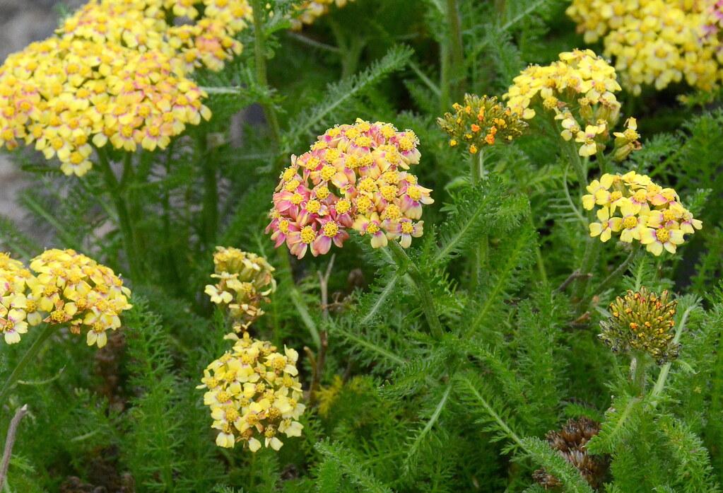 Delicate tiny yellow-pink flowers, surrounded by green leaves on brown-green stems.