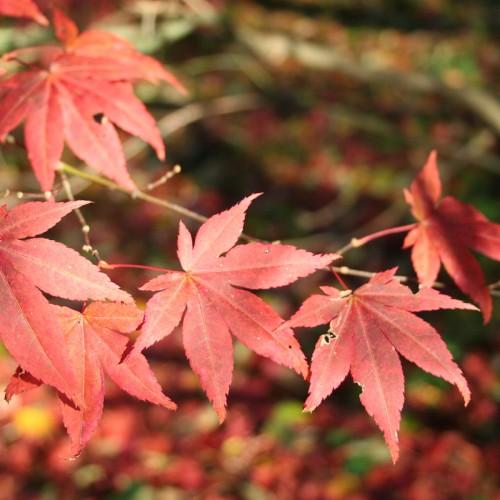 red-orange leaves with red petioles and beige stems