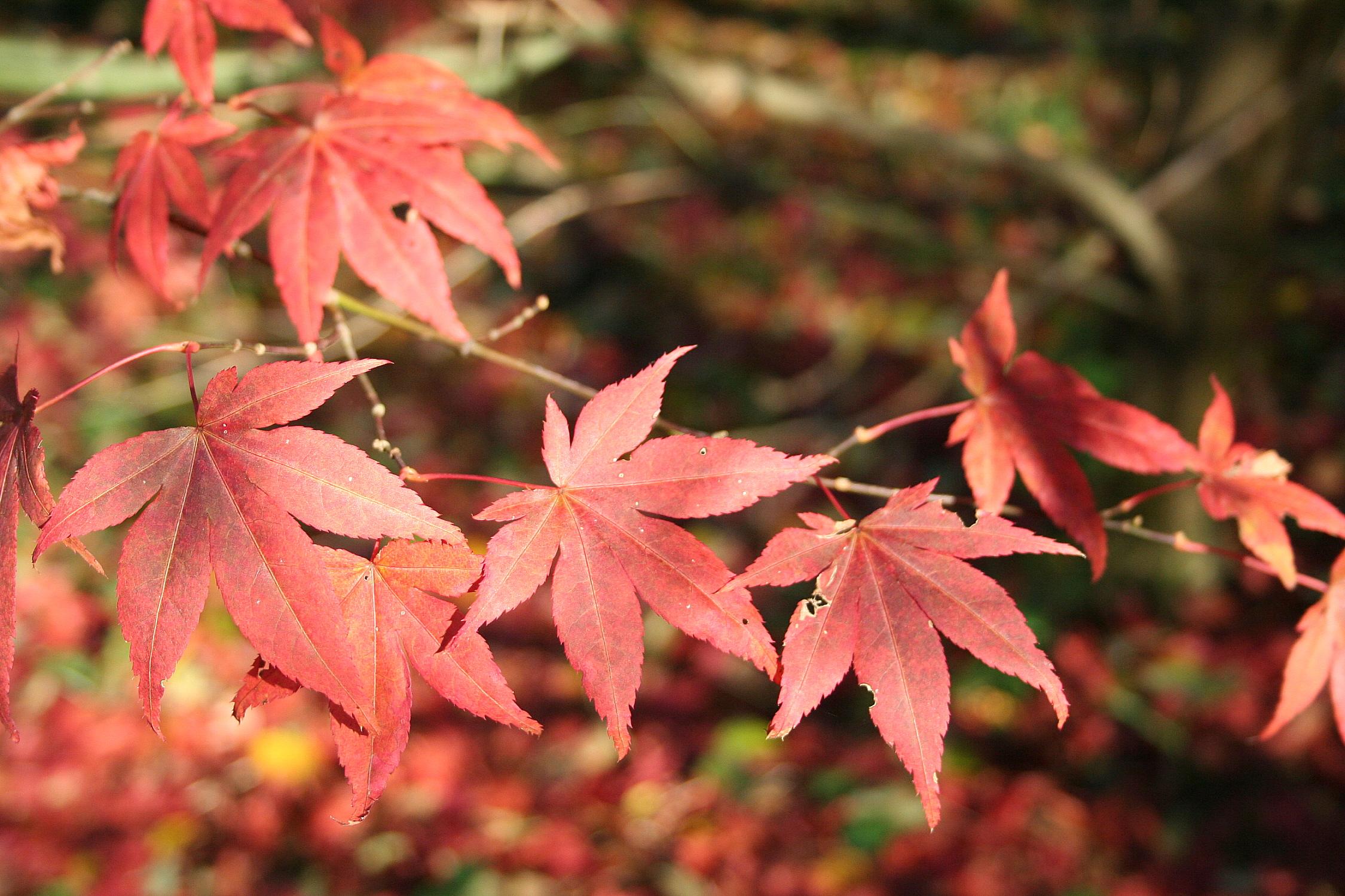 red-orange leaves with red petioles and beige stems