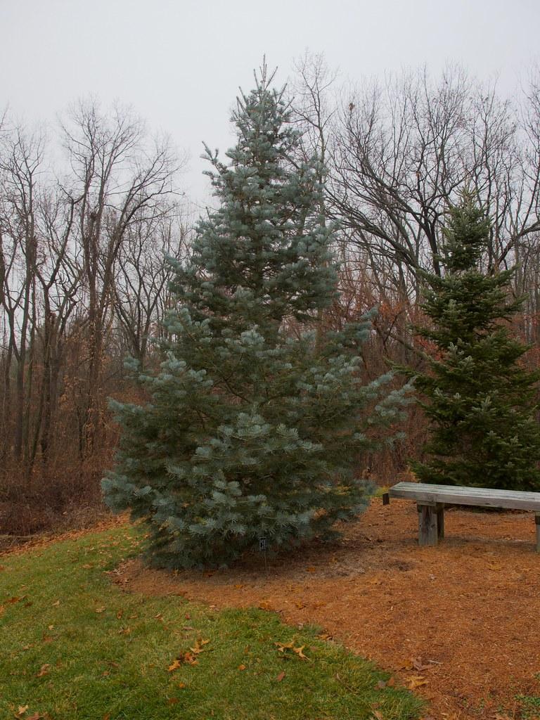 A tree with brown stems and brown branches filled with dark-green leaves. 