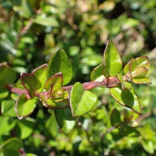 Green leaves with yellow midrib and veins, burgundy stems and blades