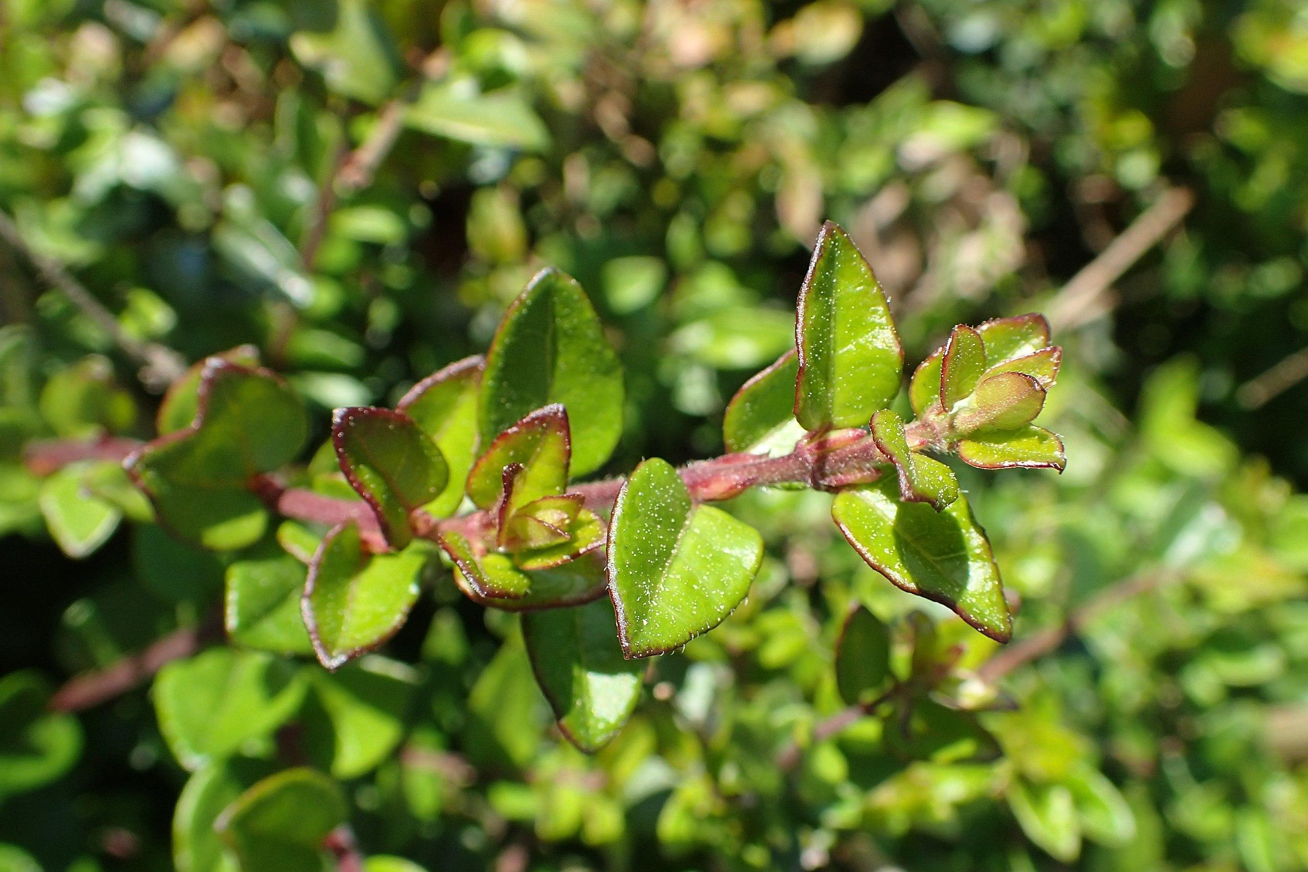 Green leaves with yellow midrib and veins,  burgundy stems and blades