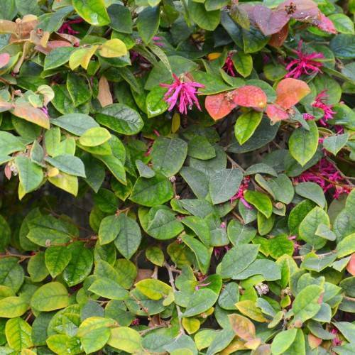 burgundy-pink flowers with yellow-green, ovate-shaped leaves, along gray-green stems
