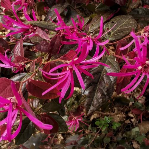 Magenta flowers with pink sepal and stems, olive-burgundy leaves, yellow midrib and veins