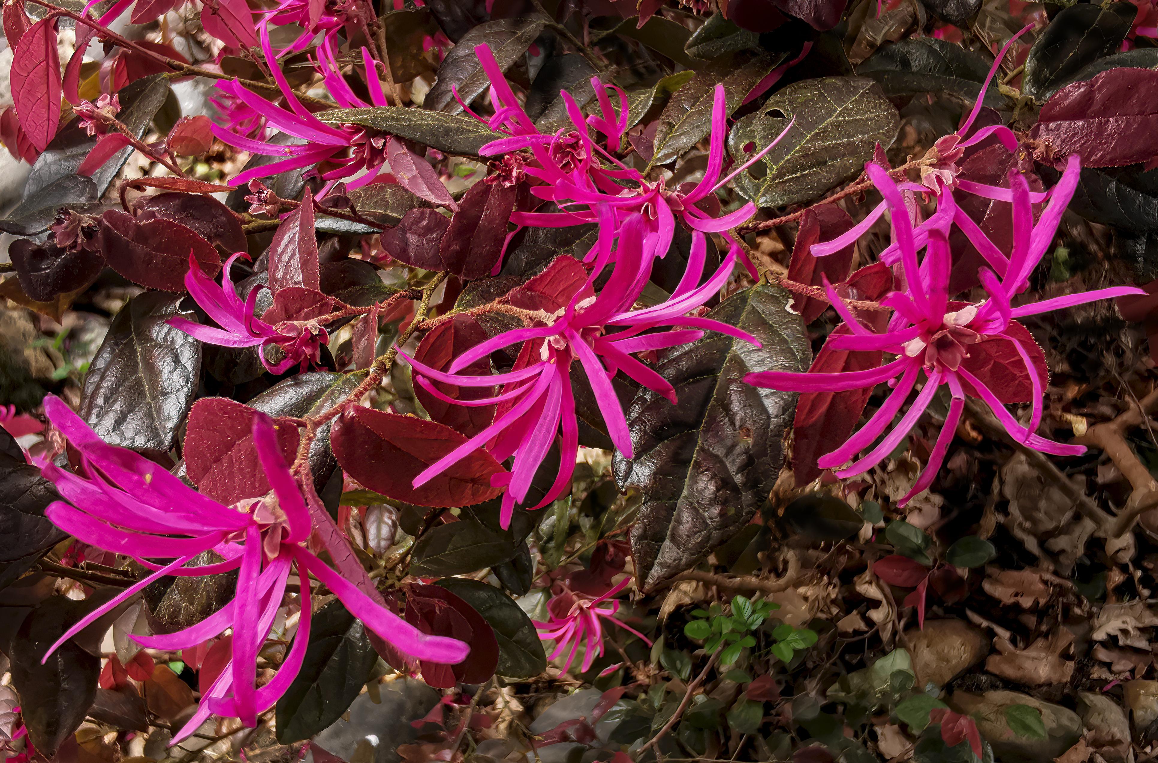 Magenta flowers with pink sepal and stems, olive-burgundy leaves, yellow midrib and veins

