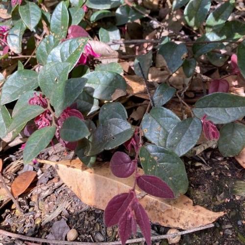Burgundy-Green leaves with brown stems.