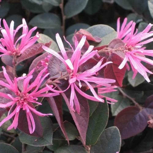 Pink flowers with stems, pink-green leaves