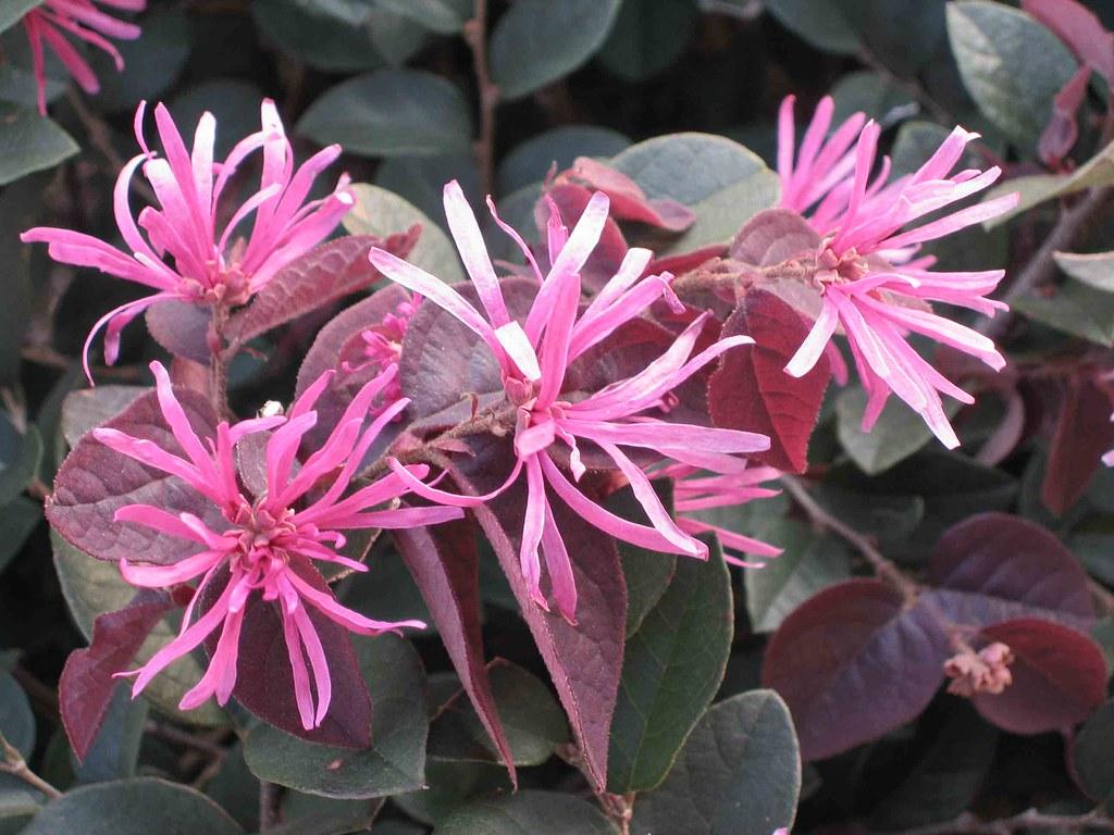 Pink flowers with stems, pink-green leaves