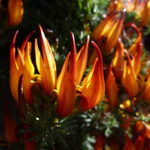 cluster of yellow-red flowers with light green sepals and green, needle-like leaves