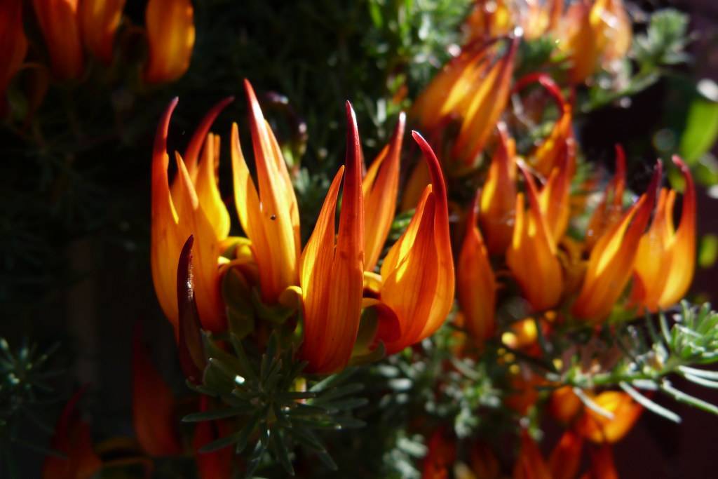 cluster of yellow-red flowers with light green sepals and green, needle-like leaves