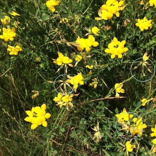 vibrant yellow flowers with brown stems and green leaves