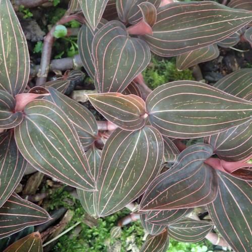 Olive leaves with pink-white veins, midrib and blades