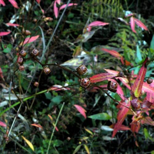 brown-black stems, oblong, red-green leaves, and brown, square-shaped drupes