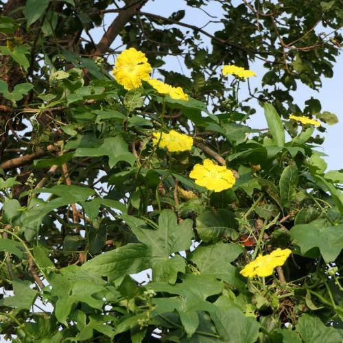 yellow flowers with brown stems, green, hand-like leaves