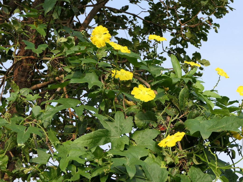 yellow flowers with brown stems, green, hand-like leaves