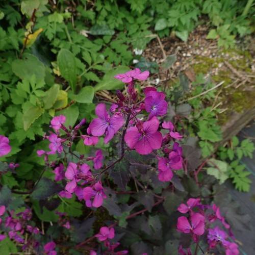 deep purple flowers with dark purple stems, and green leaves