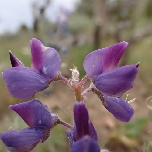 Hairy, pea-like, purple-blue flowers with hairy, purple-pale stems