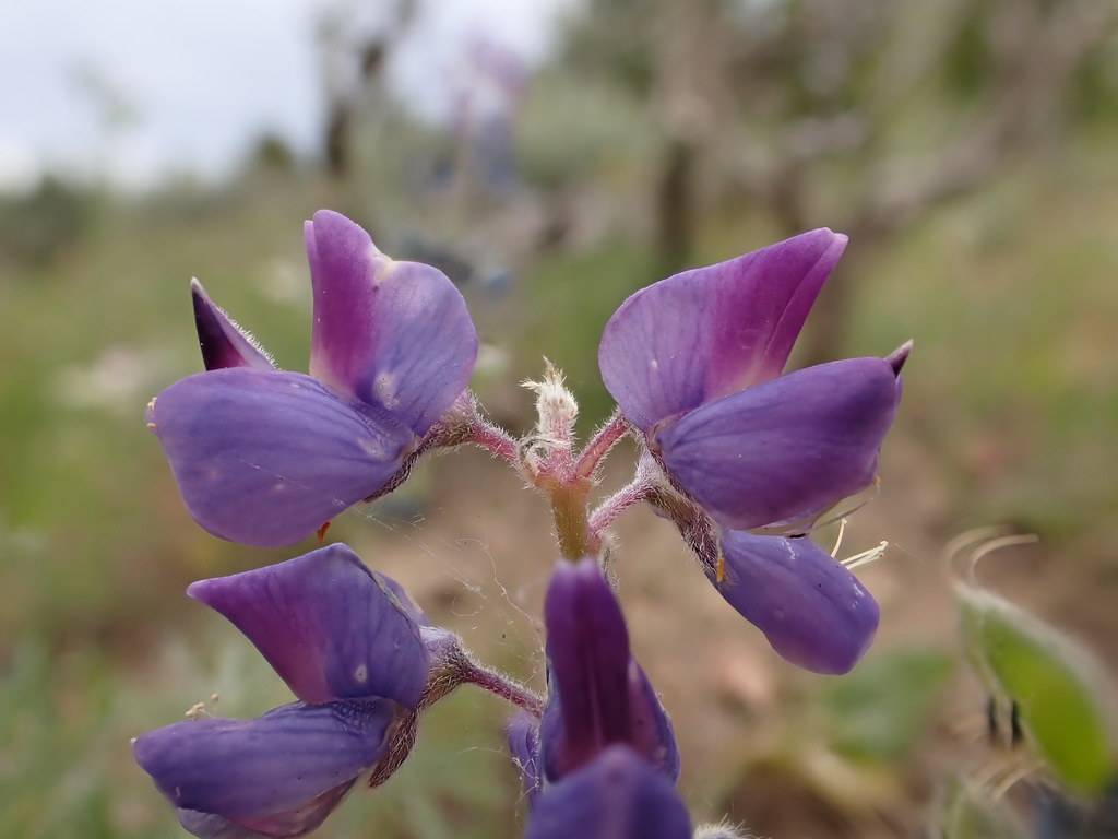 Hairy, pea-like, purple-blue flowers with hairy, purple-pale stems