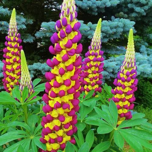 purple-yellow flowers with green leaves and stems
