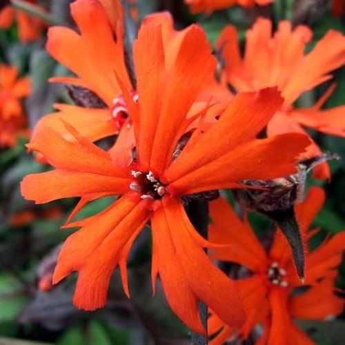 Orange flowers, white anthers and stigma, white hair, green sepal and leaves