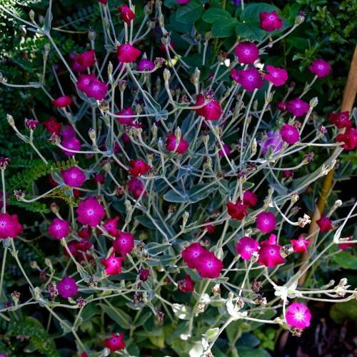 shocking pink-red flowers with white centers, green leaves, and gray-green stems