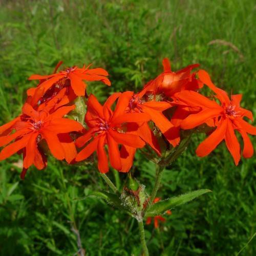 Catchfly(Lychnis fulgens); deep orange flowers with hairy, green sepals, stems, and buds with green leaves