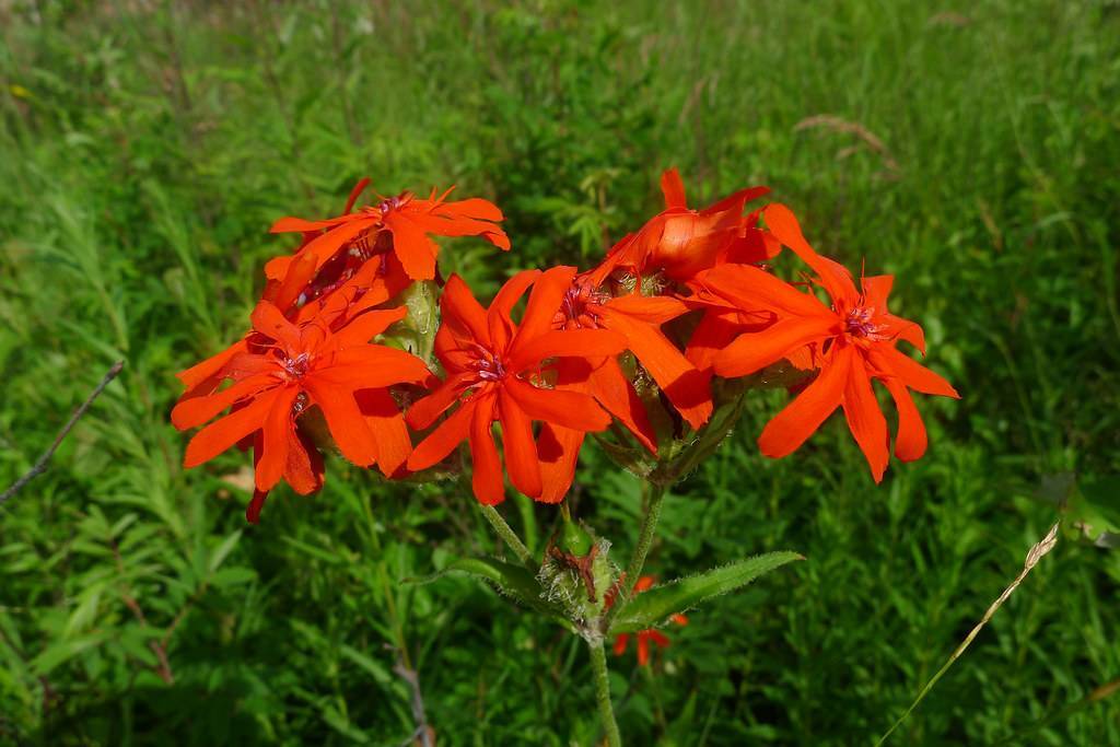 Catchfly(Lychnis fulgens); deep orange flowers with hairy, green sepals, stems, and buds with green leaves