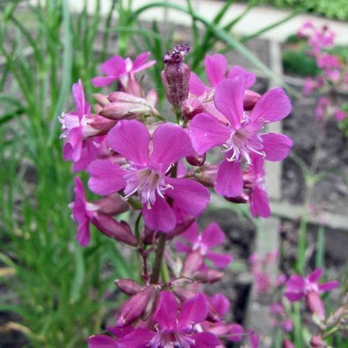 cluster of purple flowers with white stamens, buds, and green stems