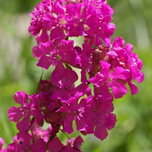 cluster of deep pink flowers with white stamens, pink buds, and green stems