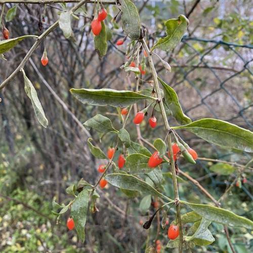 small deep orange-red, elongated fruits with green-brown stems, and oblong, green leaves