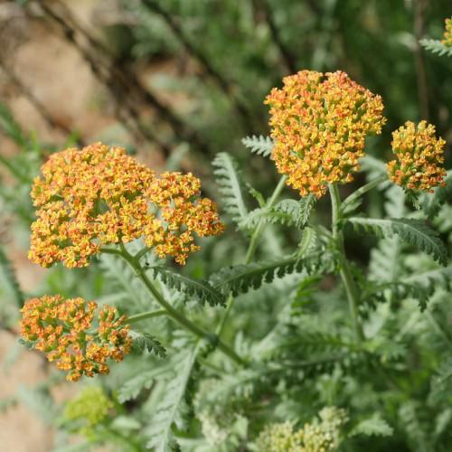 Rangy green stems full of green leaves and a cluster of tiny yellow-pink flowers.