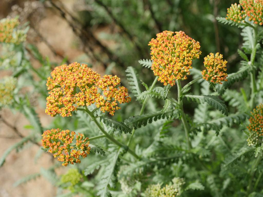 Rangy green stems full of green leaves and a cluster of tiny yellow-pink flowers. 