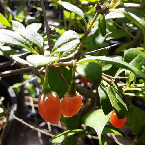 small, elongated, orange fruits with green, small leaves, and pale-green stems